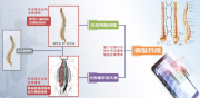 奈普特（Nipute）助长：为什么现代人运动少了却长高了？